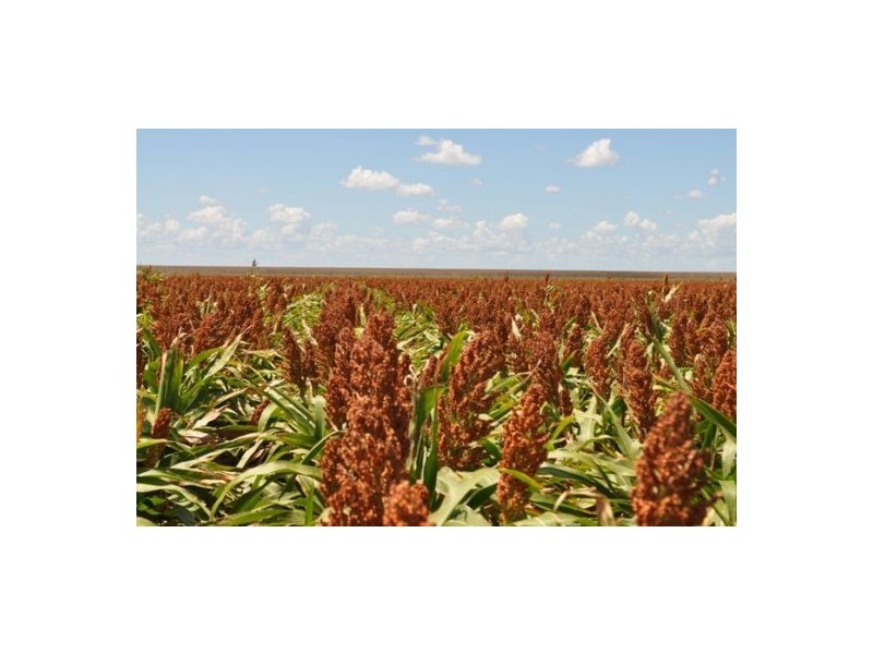Moree NSW 2400