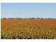 Moree NSW 2400