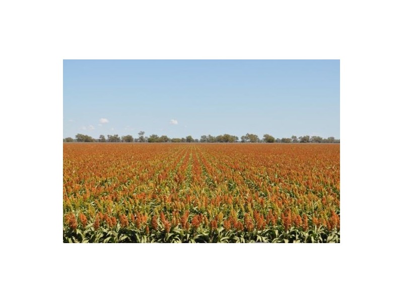 Moree NSW 2400