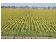 Moree NSW 2400