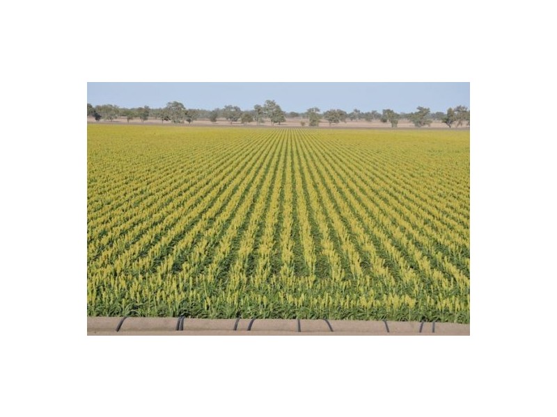 Moree NSW 2400