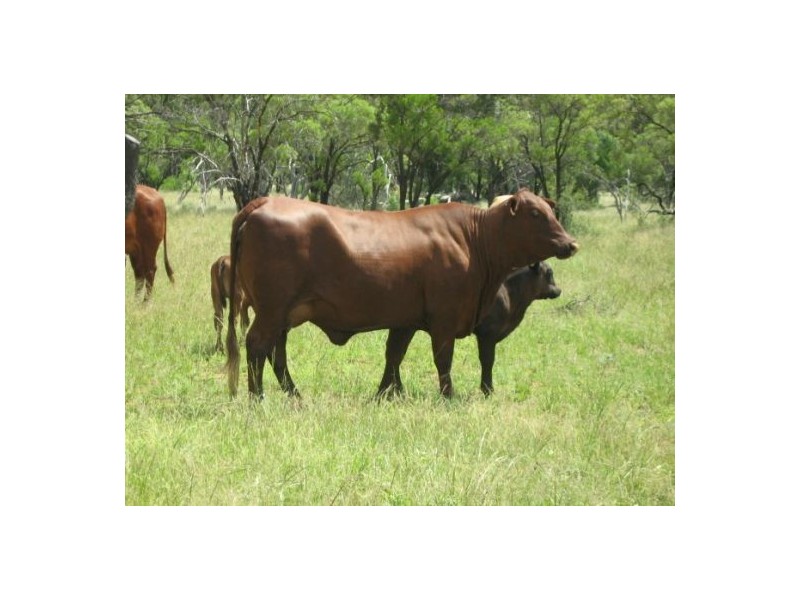 “Neirbo Plains”, Lightning Ridge NSW 2834