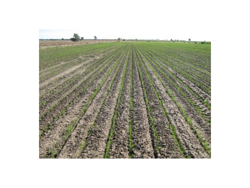 “OSTERLEY”, Boggabilla NSW 2409