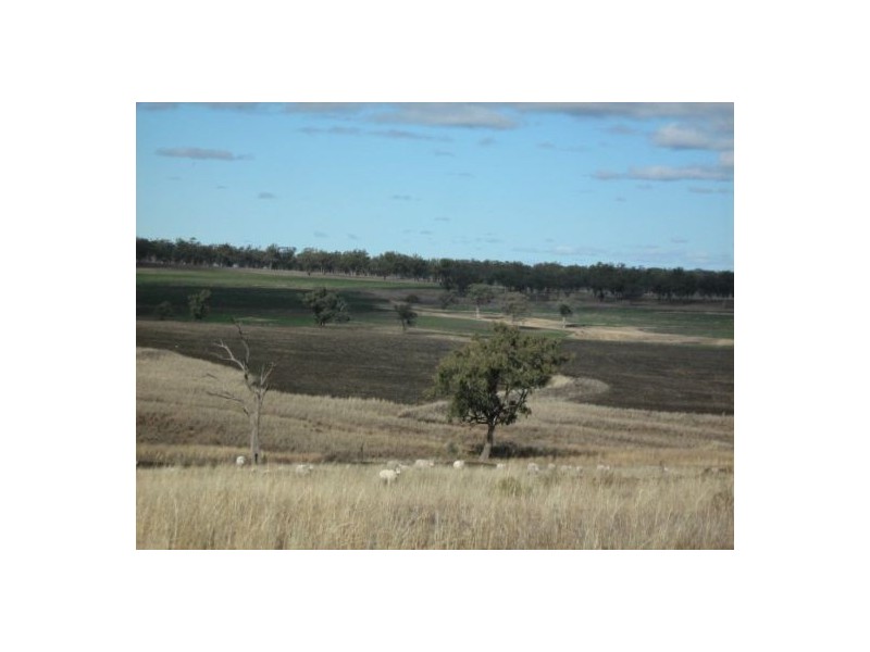 “Ponderosa”, Warialda NSW 2402