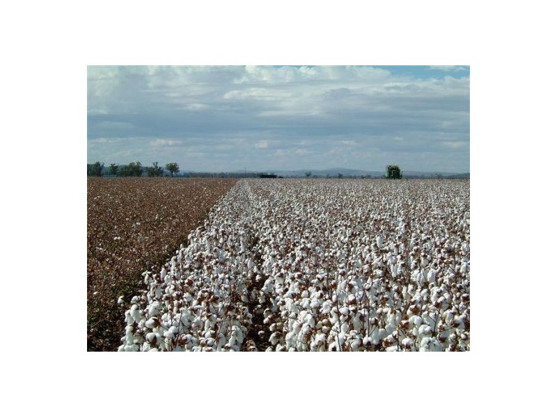 “North Gunnible”, Gunnedah NSW 2380