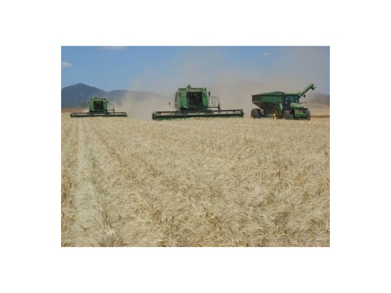 “North Gunnible”, Gunnedah NSW 2380