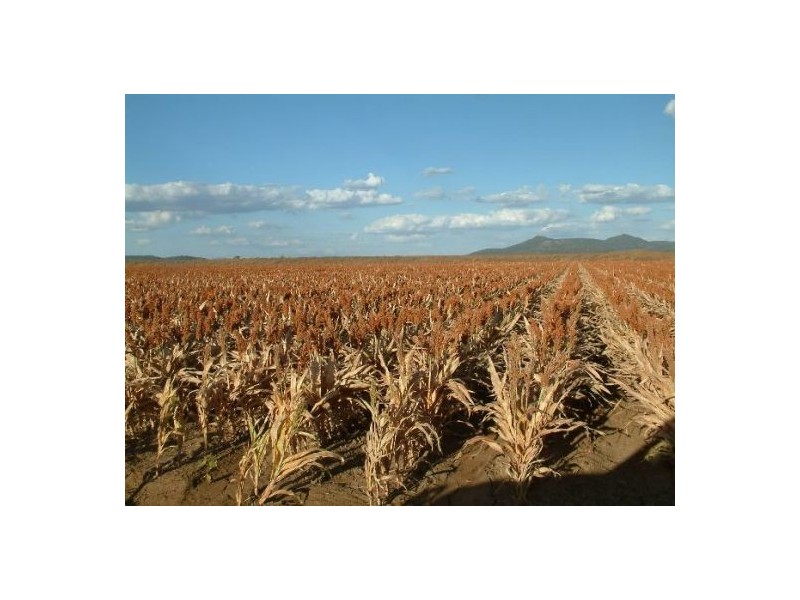 “North Gunnible”, Gunnedah NSW 2380