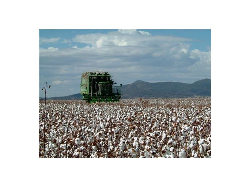 “North Gunnible”, Gunnedah NSW 2380