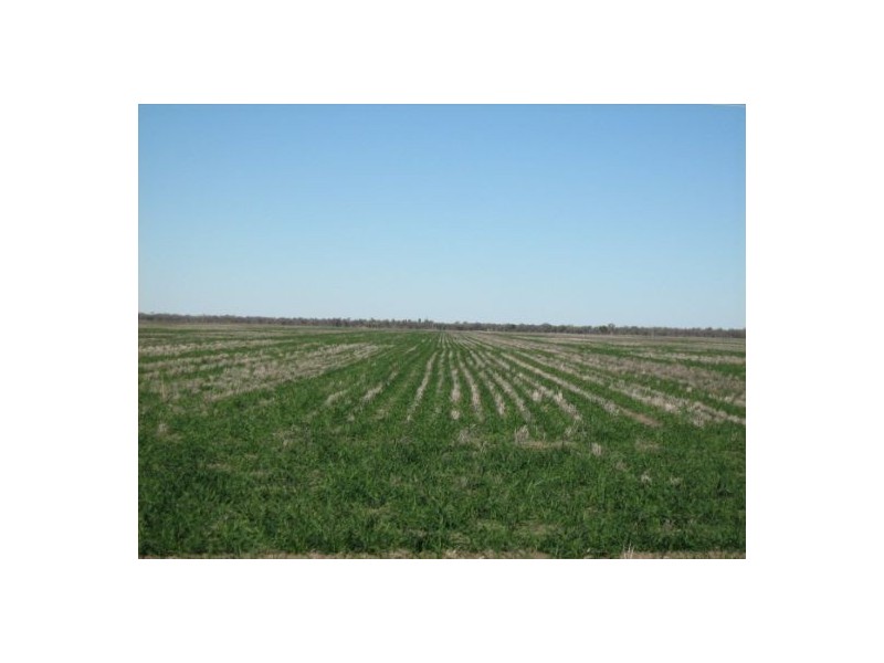 “Baroneal”, Walgett NSW 2832
