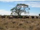 “Baroneal”, Walgett NSW 2832