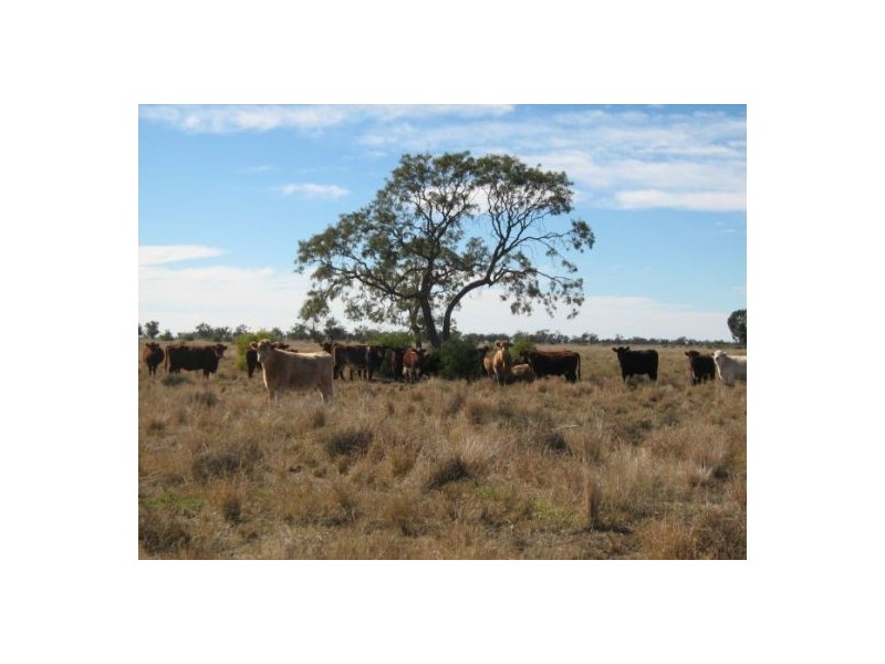 “Baroneal”, Walgett NSW 2832