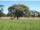 “Baroneal”, Walgett NSW 2832