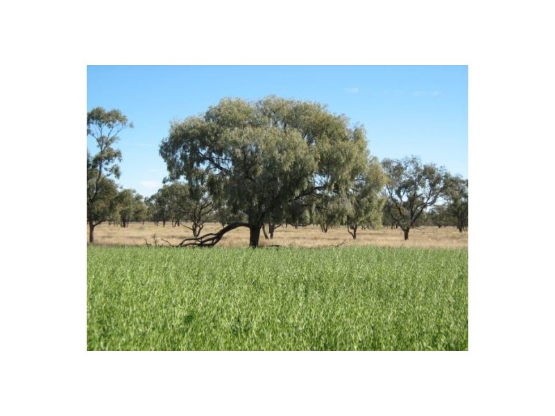 “Baroneal”, Walgett NSW 2832