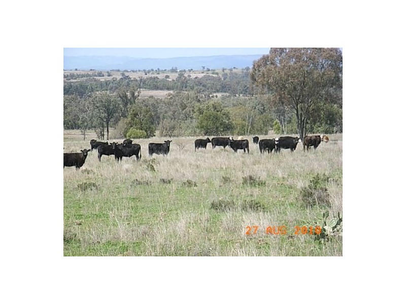 “Talyntire”, Gravesend NSW 2401