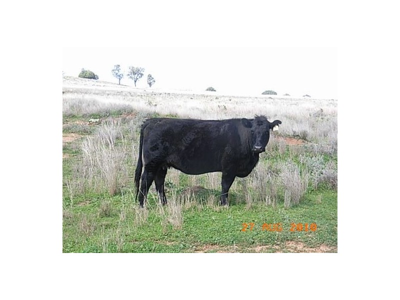 “Talyntire”, Gravesend NSW 2401