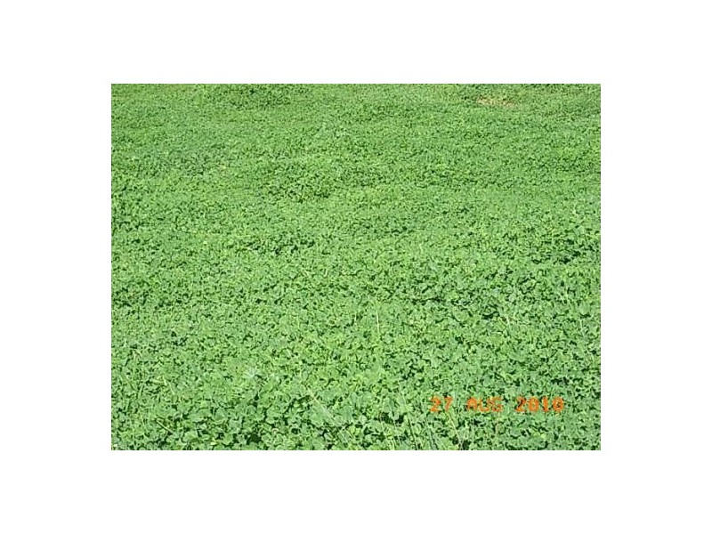 “Talyntire”, Gravesend NSW 2401