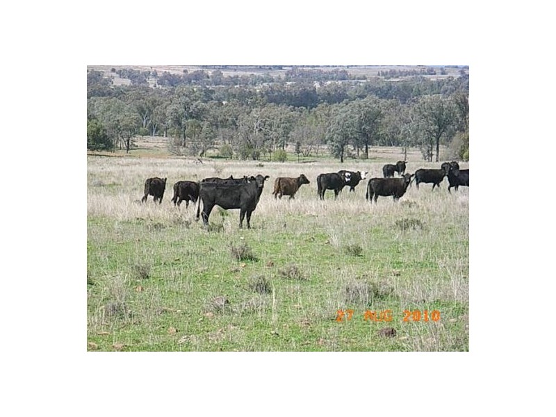 “Talyntire”, Gravesend NSW 2401