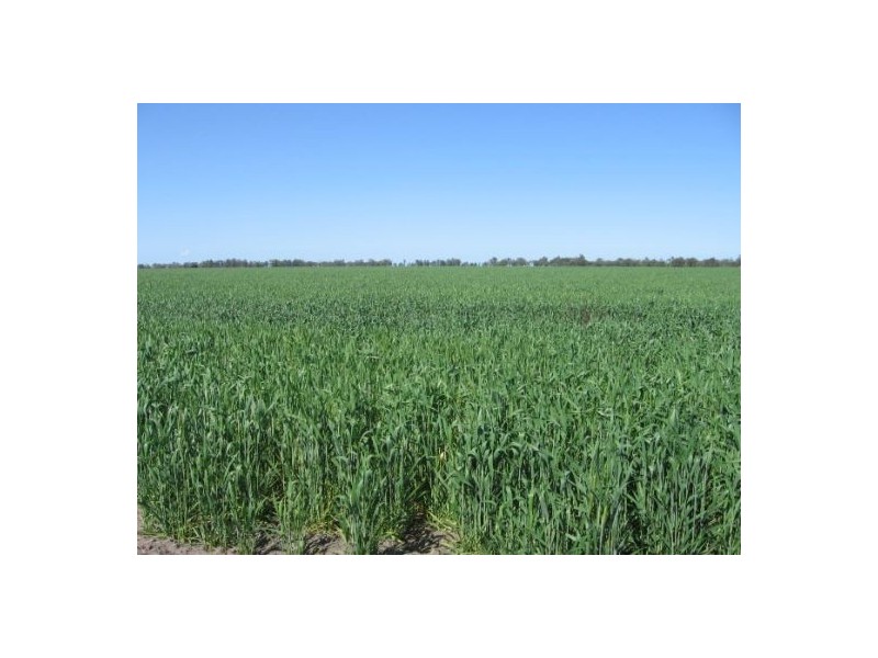 “Broadwater”, Moree NSW 2400