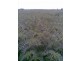 “Millers”, Moree NSW 2400