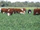 KIRKBY FAMILY AGGREGATION, Moree NSW 2400