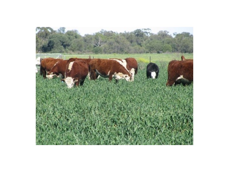 KIRKBY FAMILY AGGREGATION, Moree NSW 2400