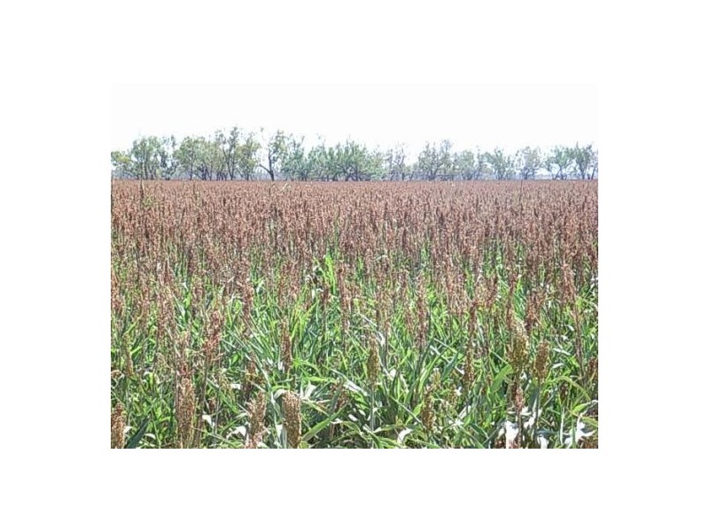 KIRKBY FAMILY AGGREGATION, Moree NSW 2400