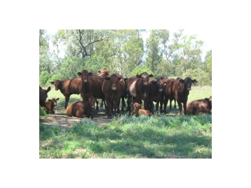 “River Glen”, Warialda NSW 2402