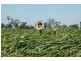 “RAYMHOR” GWYDIR HIGHWAY, Moree NSW 2400
