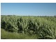 “RAYMHOR” GWYDIR HIGHWAY, Moree NSW 2400