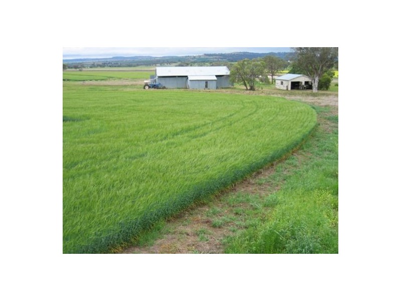 Bella, Delungra NSW 2403