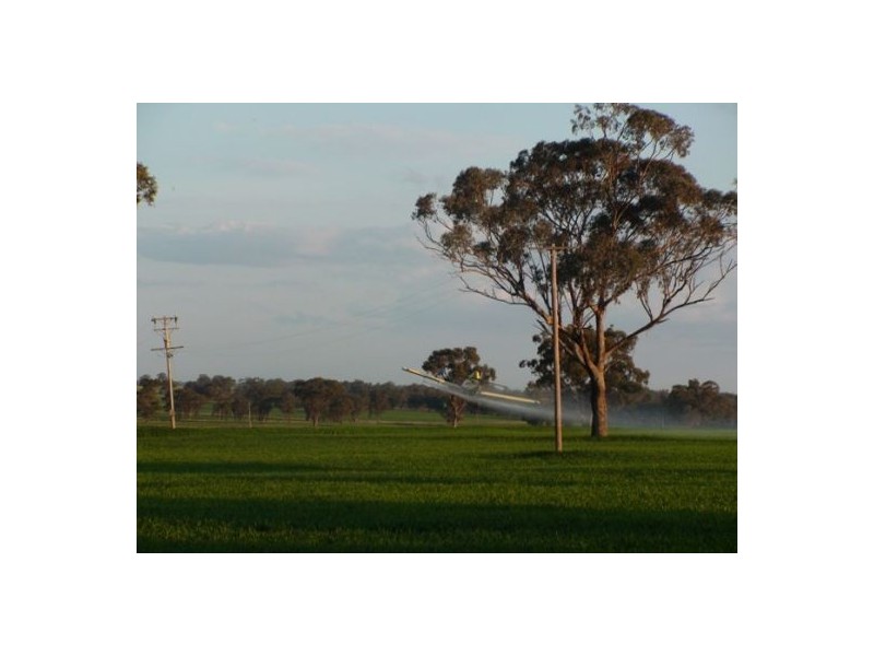 Bella, Delungra NSW 2403