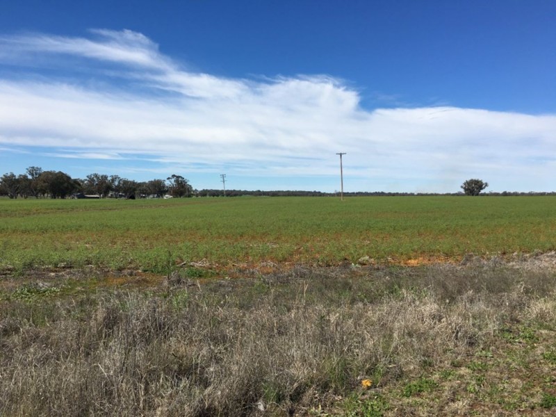 Bella, Delungra NSW 2403