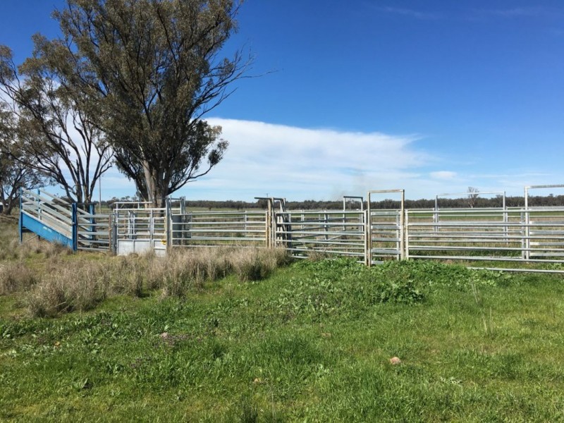 Bella, Delungra NSW 2403