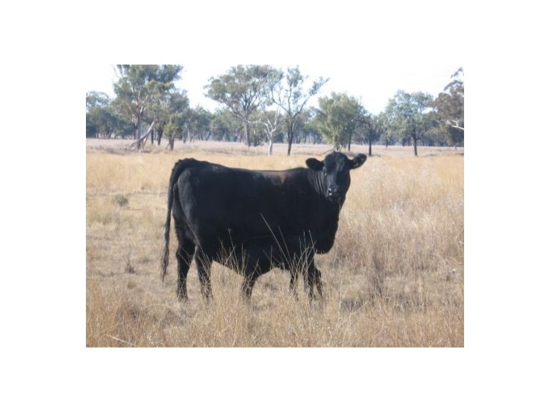 “Coolowie”, Bingara NSW 2404