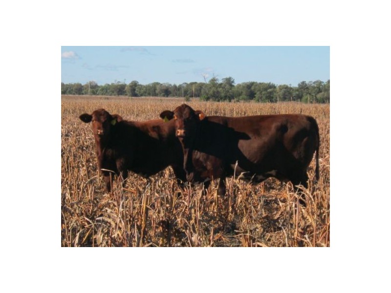 “Myall Park”, Croppa Creek NSW 2411