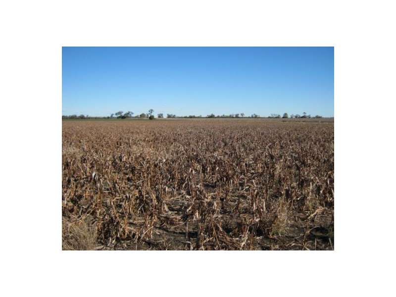 “Myall Park”, Croppa Creek NSW 2411