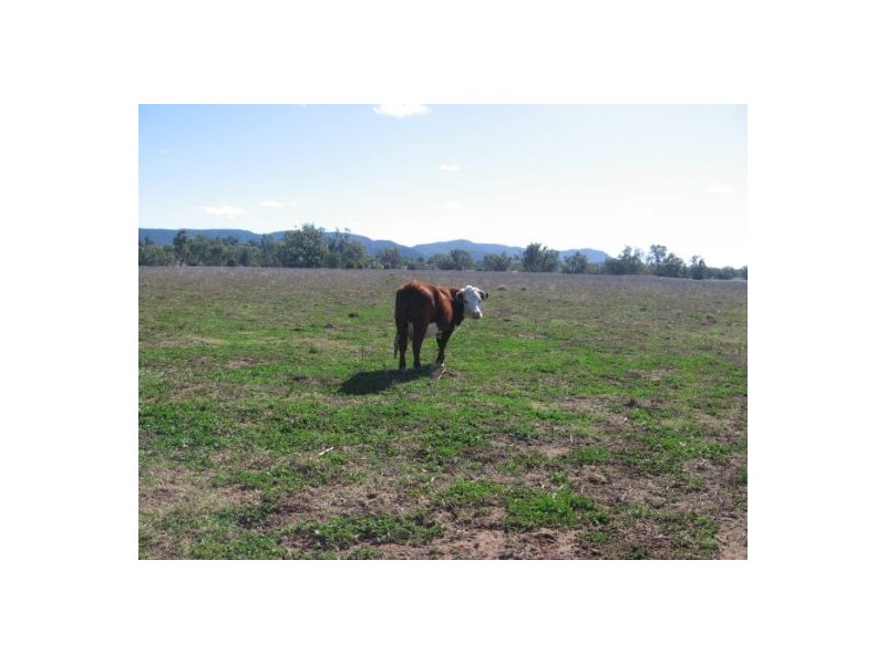 “Robina”, Bingara NSW 2404