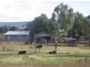 “Robina”, Bingara NSW 2404