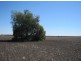 “Part Krowa”, Moree NSW 2400