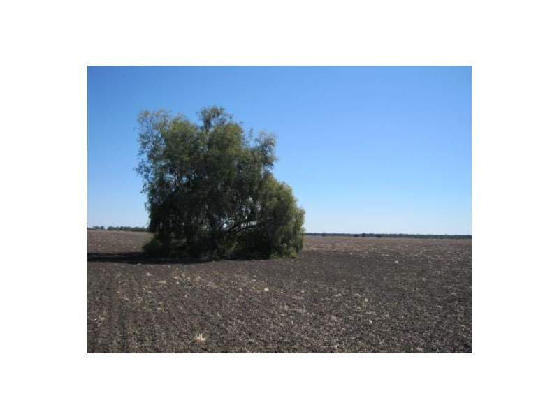 “Part Krowa”, Moree NSW 2400