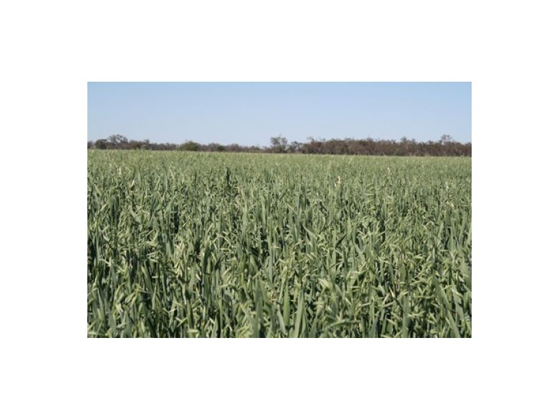 NERINGLA  Watercourse Road, Moree NSW 2400