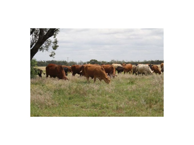 NERINGLA  Watercourse Road, Moree NSW 2400