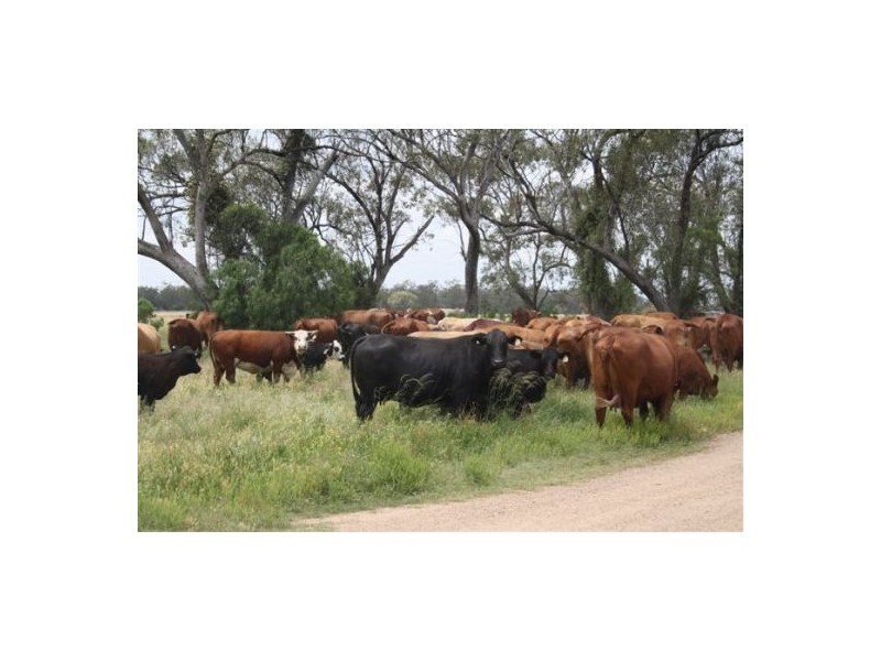 NERINGLA  Watercourse Road, Moree NSW 2400
