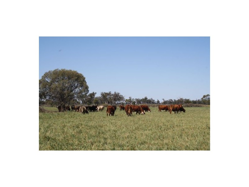 NERINGLA  Watercourse Road, Moree NSW 2400