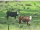 “Fairview”, Bingara NSW 2404