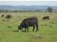 “Fairview”, Bingara NSW 2404