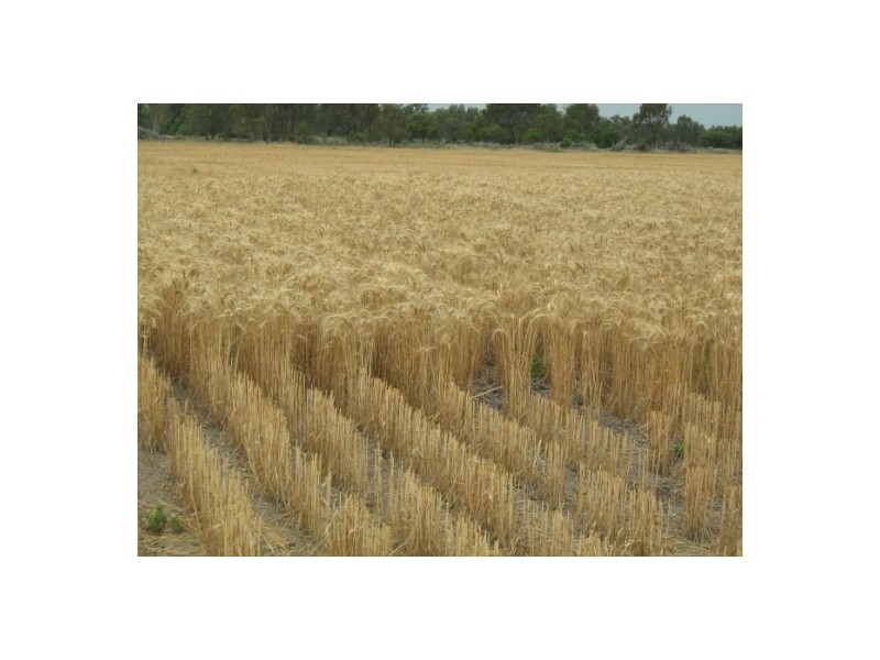 Glenelvyn, Lightning Ridge NSW 2834