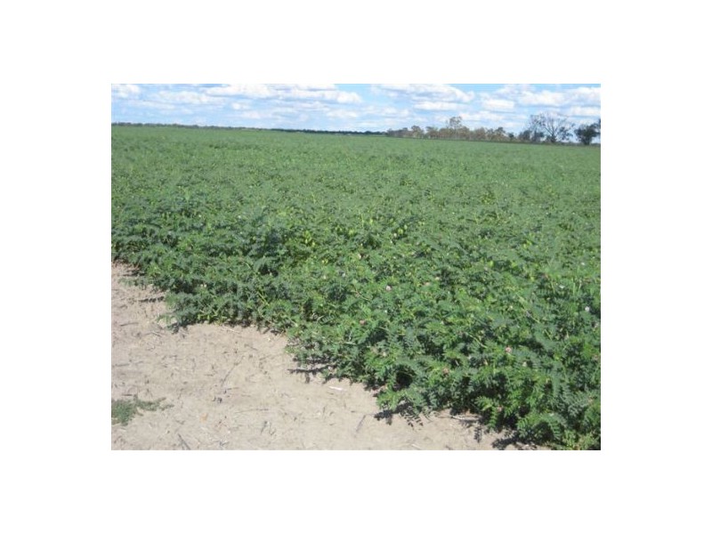 Glenelvyn, Lightning Ridge NSW 2834