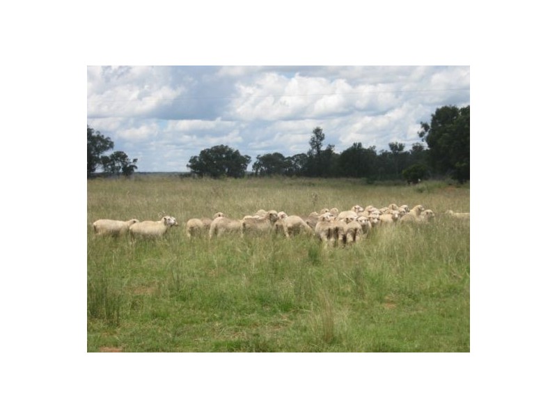 . “Pretoria Park”, Delungra NSW 2403