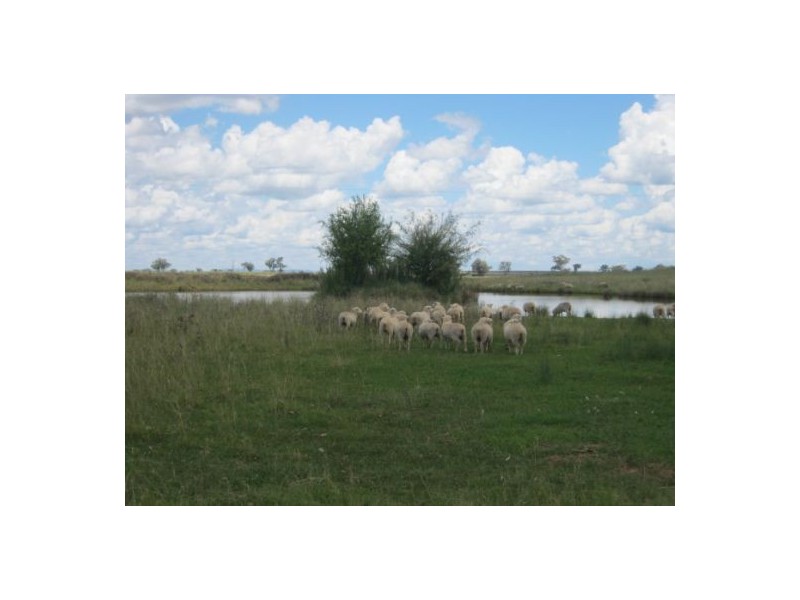 . “Pretoria Park”, Delungra NSW 2403